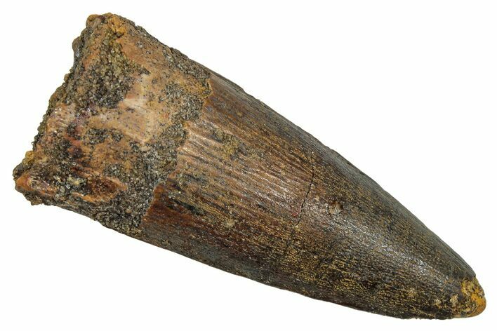 Fossil Spinosaurus Tooth - Real Dinosaur Tooth #344183